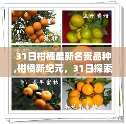 柑橘新纪元，探索名贵品种，勇追变化成长之路