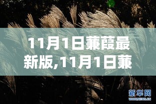 11月1日蒹葭最新版使用教程及任务指南，一步步学习新技能