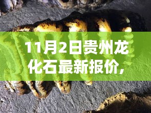 揭秘贵州龙化石最新报价，11月最新资讯！