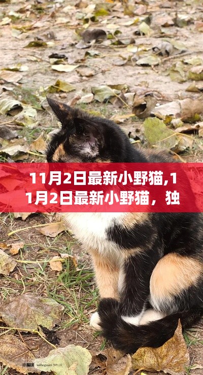 探索之旅，11月2日最新小野猫独特魅力与无限可能