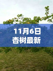 探索未来园艺，杏树新品种揭秘日（11月6日）