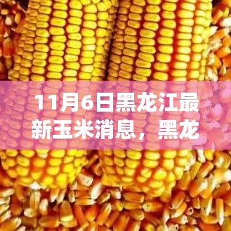 黑龙江玉米市场深度解析，最新消息与全面评测（11月6日）