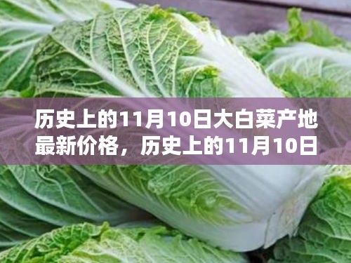 历史上的11月10日大白菜产地最新价格深度解析，特性、体验、竞品对比及用户群体分析