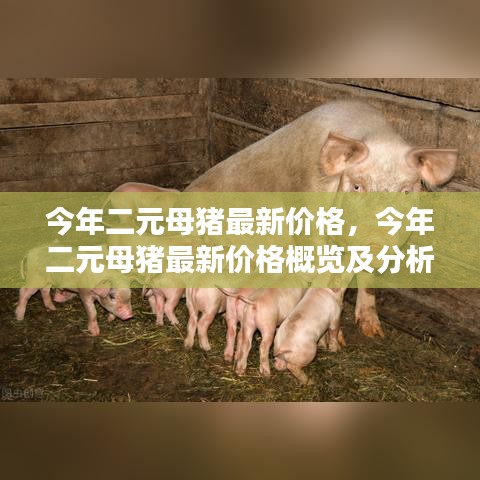 今年二元母猪最新价格概览及分析，市场动态与趋势解读