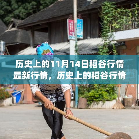 建议，历史上的稻谷行情深度解析，探究11月14日最新行情与应对策略（初学者与进阶用户指南）