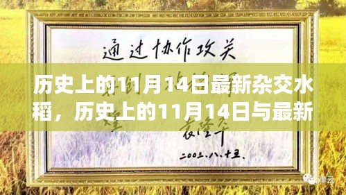 历史上的11月14日，深度解析最新杂交水稻及其观点阐述