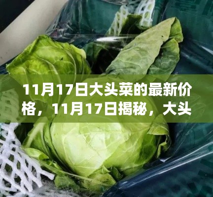 11月17日大头菜价格行情揭秘，新鲜价格洞悉市场波动