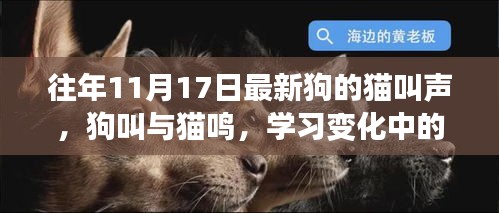 狗猫叫声中的自信与成就感之歌，学习成长之旅的旋律探索