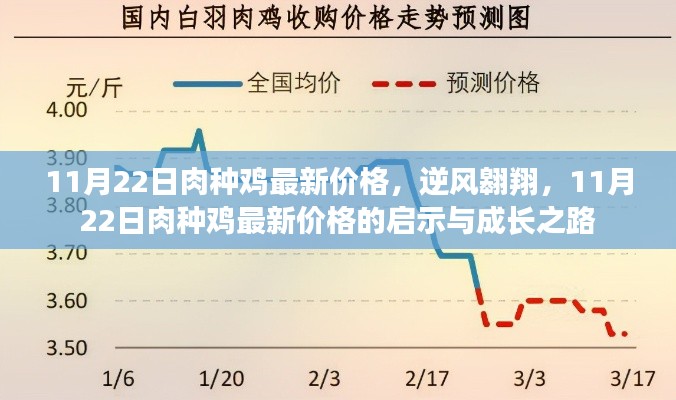 11月22日肉种鸡最新价格，逆风翱翔，11月22日肉种鸡最新价格的启示与成长之路