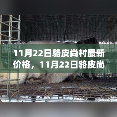 11月22日貉皮尚村价格新动态，成长与学习的旅程