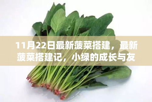 最新菠菜搭建记，小绿的成长之路与友情的绽放