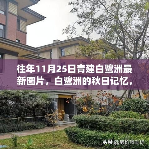 白鹭洲秋日记忆，最新图片与温馨日常故事回顾