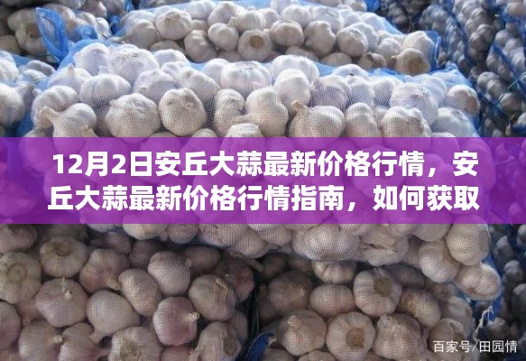 安丘大蒜最新价格行情解析，获取与分析大蒜价格信息的初学者与进阶用户指南（12月2日更新）